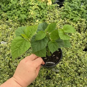 Luna Pink Swirl Hibiscus Live Plant - 4.5 inch Pot - Outdoor Flowering Shrub - Image 5