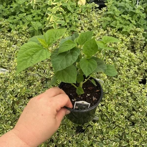 Luna Pink Swirl Hibiscus Live Plant - 4.5 inch Pot - Outdoor Flowering Shrub - Image 6