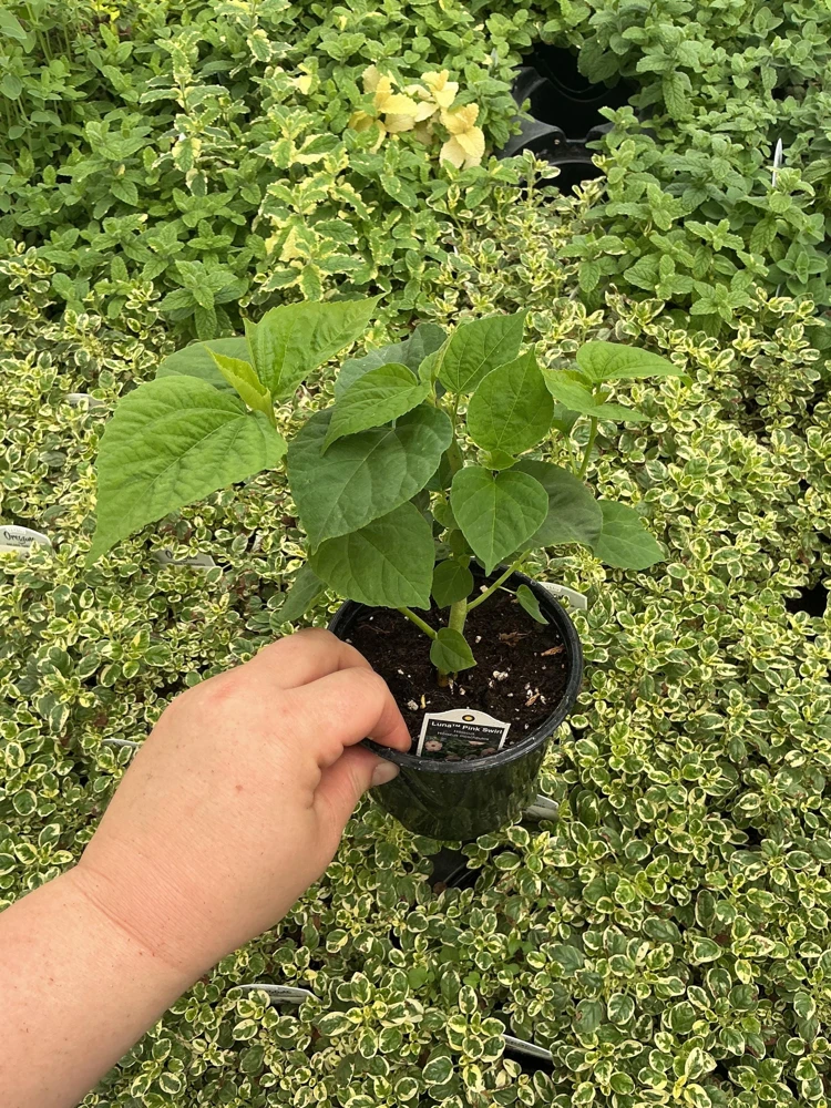 Luna Pink Swirl Hibiscus Live Plant - 4.5 inch Pot - Outdoor Flowering Shrub - Image 6