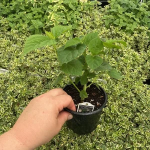 Luna Pink Swirl Hibiscus Live Plant - 4.5 inch Pot - Outdoor Flowering Shrub - Image 7