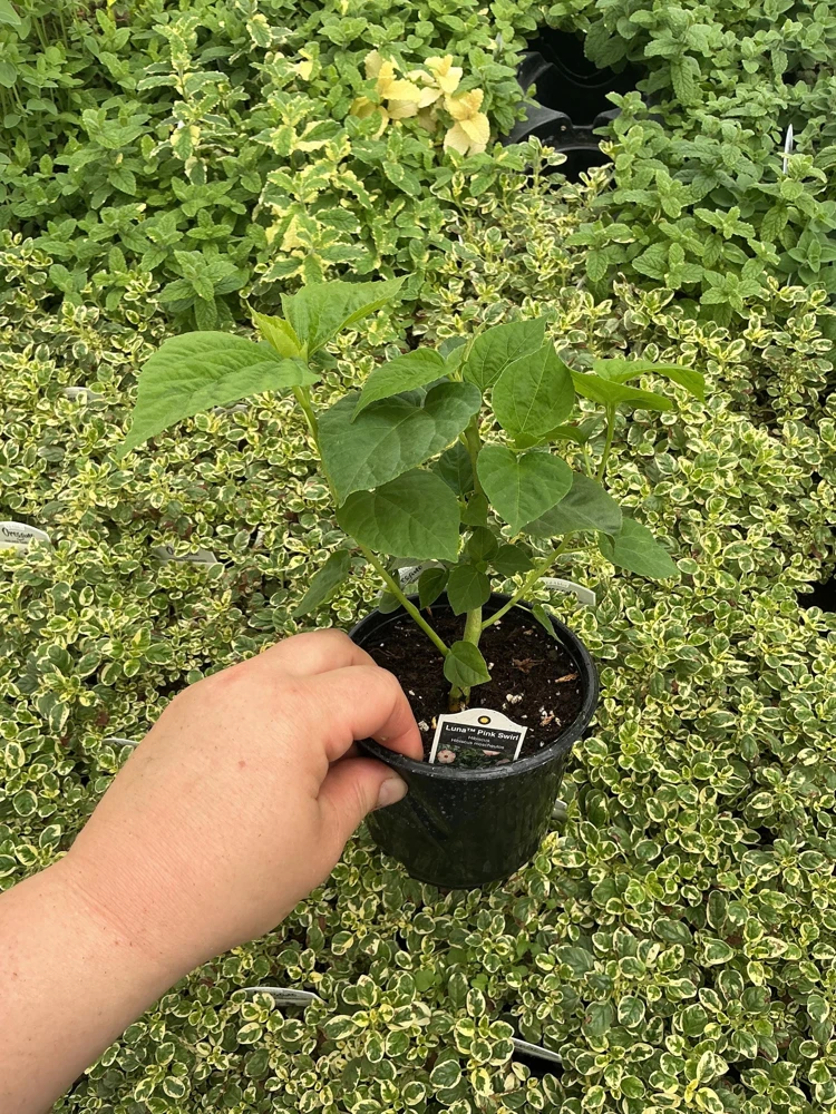 Luna Pink Swirl Hibiscus Live Plant - 4.5 inch Pot - Outdoor Flowering Shrub - Image 7