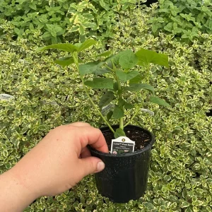 Luna Pink Swirl Hibiscus Live Plant - 4.5 inch Pot - Outdoor Flowering Shrub - Image 8