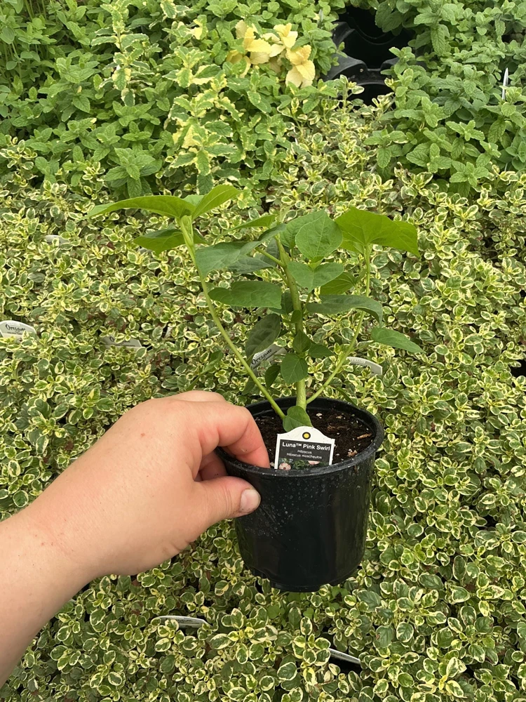 Luna Pink Swirl Hibiscus Live Plant - 4.5 inch Pot - Outdoor Flowering Shrub - Image 8