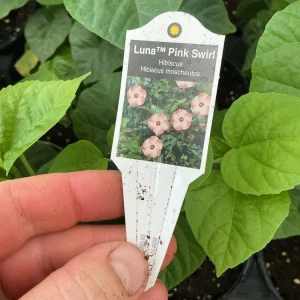 Luna Pink Swirl Hibiscus Live Plant - 4.5 inch Pot - Outdoor Flowering Shrub - Image 9
