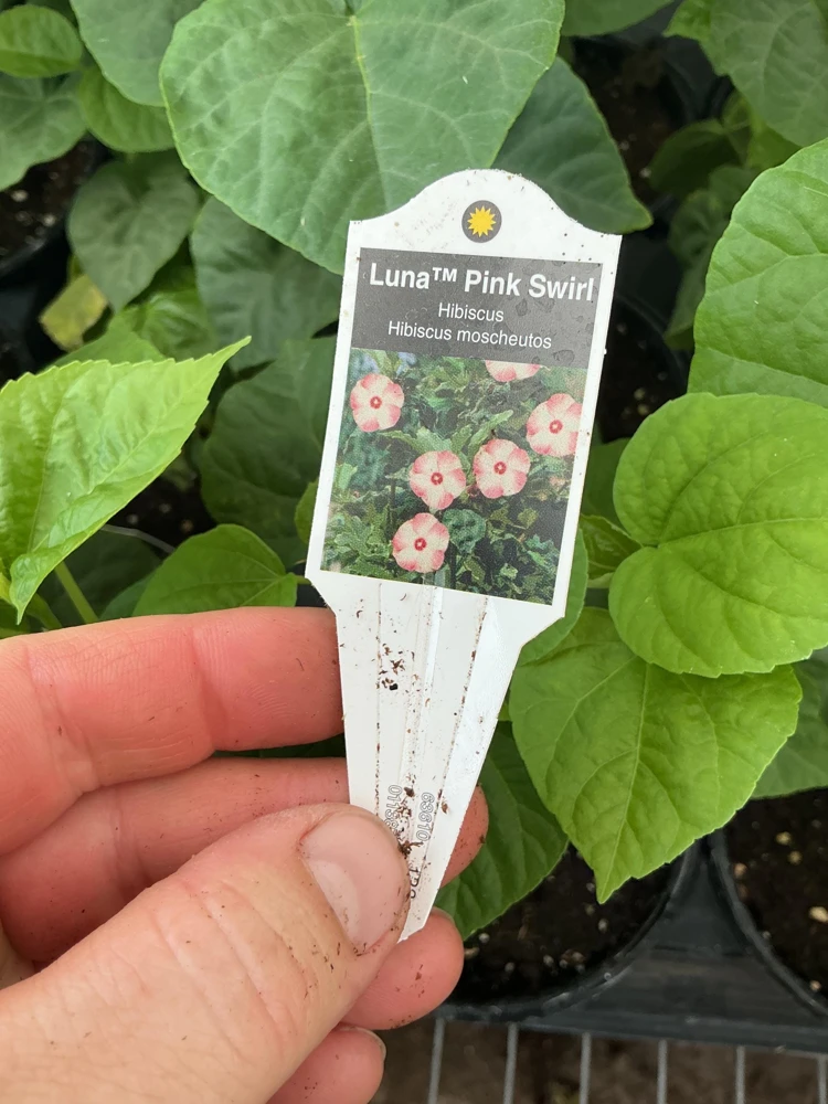Luna Pink Swirl Hibiscus Live Plant - 4.5 inch Pot - Outdoor Flowering Shrub - Image 9