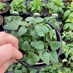 Mandarin Orange Live Plant – 4.5