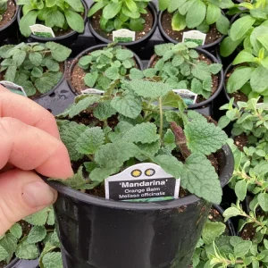 Mandarin Orange Live Plant – 4.5