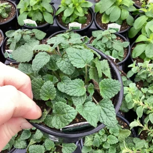 Mandarin Orange Live Plant – 4.5