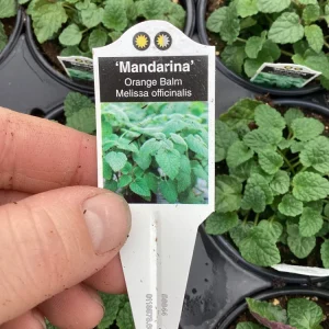 Mandarin Orange Live Plant – 4.5