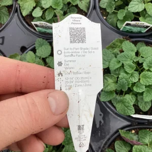 Mandarin Orange Live Plant – 4.5