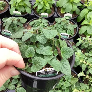 Mandarin Orange Live Plant – 4.5