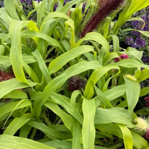 Millet Jade Princess Live Plant – 4.5 inch Pot – Indoor Succulent - Image 2