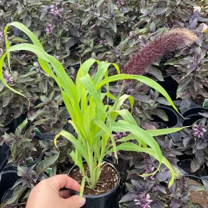 Millet Jade Princess Live Plant – 4.5 inch Pot – Indoor Succulent - Image 3