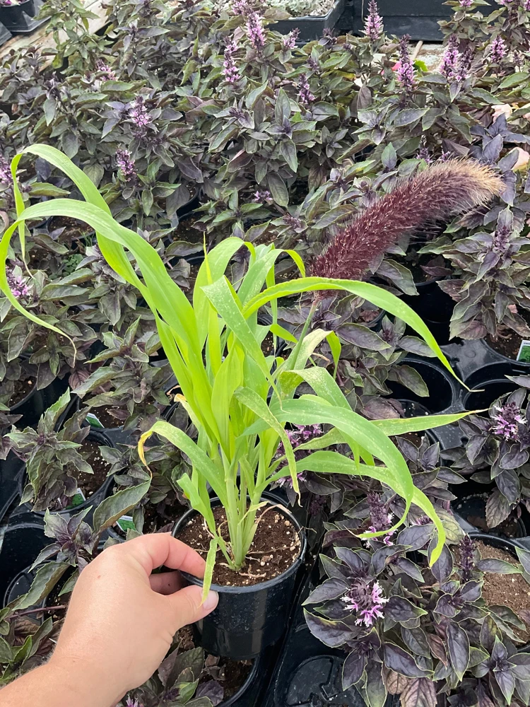 Millet Jade Princess Live Plant – 4.5 inch Pot – Indoor Succulent - Image 3