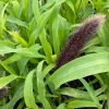 Millet Jade Princess Live Plant – 4.5 inch Pot – Indoor Succulent - Image 1