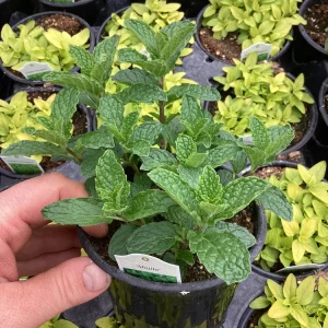 Mojito Mint Live Plant – 4.5 inch Pot – Aromatic Culinary Herb - Image 2