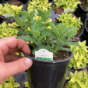 Mojito Mint Live Plant – 4.5 inch Pot – Aromatic Culinary Herb - Image 3