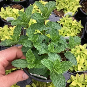 Mojito Mint Live Plant – 4.5 inch Pot – Aromatic Culinary Herb - Image 4