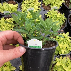 Mojito Mint Live Plant – 4.5 inch Pot – Aromatic Culinary Herb - Image 5