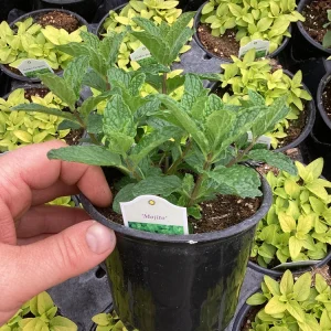 Mojito Mint Live Plant – 4.5 inch Pot – Aromatic Culinary Herb - Image 6