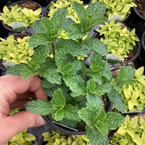 Mojito Mint Live Plant – 4.5 inch Pot – Aromatic Culinary Herb - Image 7