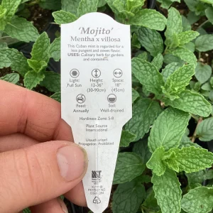 Mojito Mint Live Plant – 4.5 inch Pot – Aromatic Culinary Herb - Image 8
