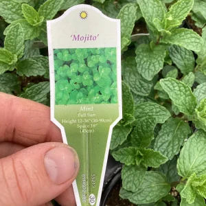 Mojito Mint Live Plant – 4.5 inch Pot – Aromatic Culinary Herb - Image 9