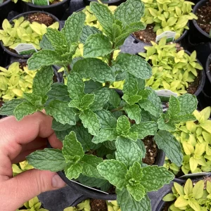 Mojito Mint Live Plant – 4.5 inch Pot – Aromatic Culinary Herb - Image 1