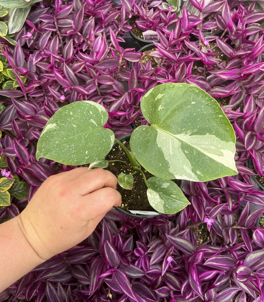 Monstera Thai Constellation Live Plant - 4.5 inch Pot - Indoor Variegated Aroid - Image 1