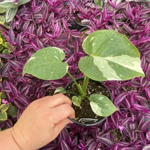 Monstera Thai Constellation Live Plant - 4.5 inch Pot - Indoor Variegated Aroid - Image 2