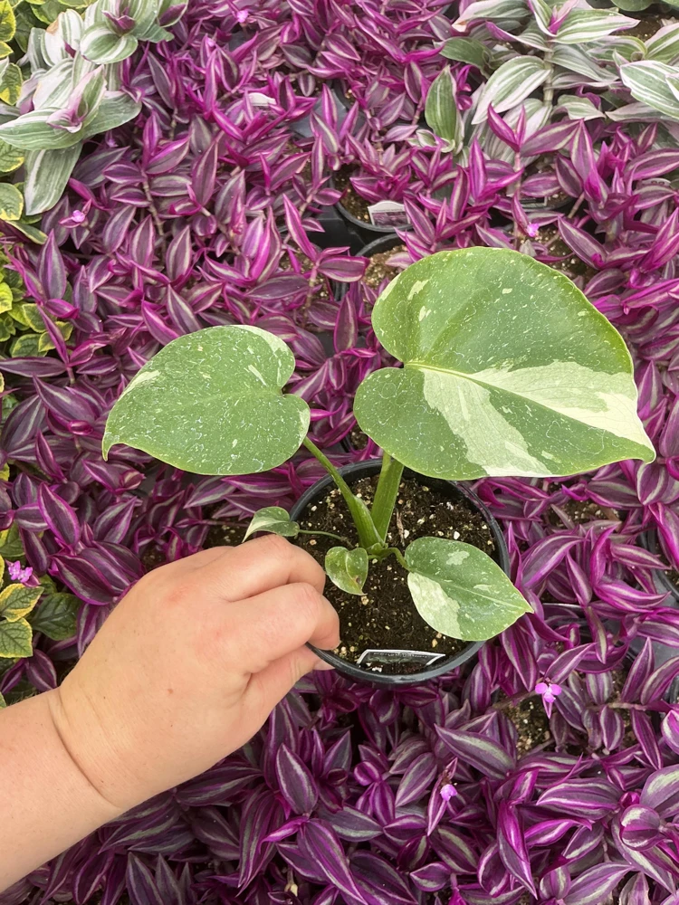 Monstera Thai Constellation Live Plant - 4.5 inch Pot - Indoor Variegated Aroid - Image 2