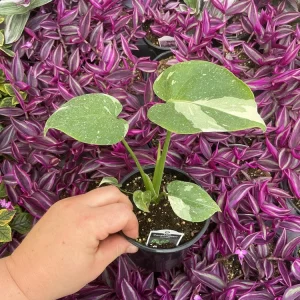 Monstera Thai Constellation Live Plant - 4.5 inch Pot - Indoor Variegated Aroid - Image 3