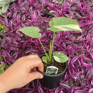 Monstera Thai Constellation Live Plant - 4.5 inch Pot - Indoor Variegated Aroid - Image 4