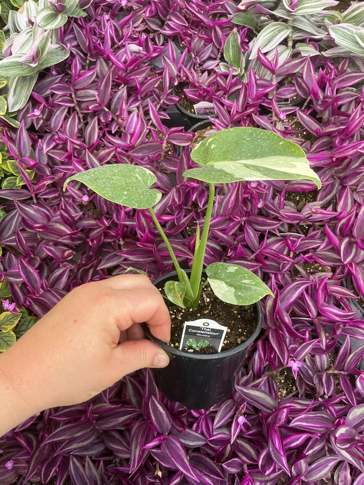 Monstera Thai Constellation Live Plant - 4.5 inch Pot - Indoor Variegated Aroid - Image 4