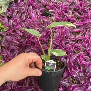 Monstera Thai Constellation Live Plant - 4.5 inch Pot - Indoor Variegated Aroid - Image 5