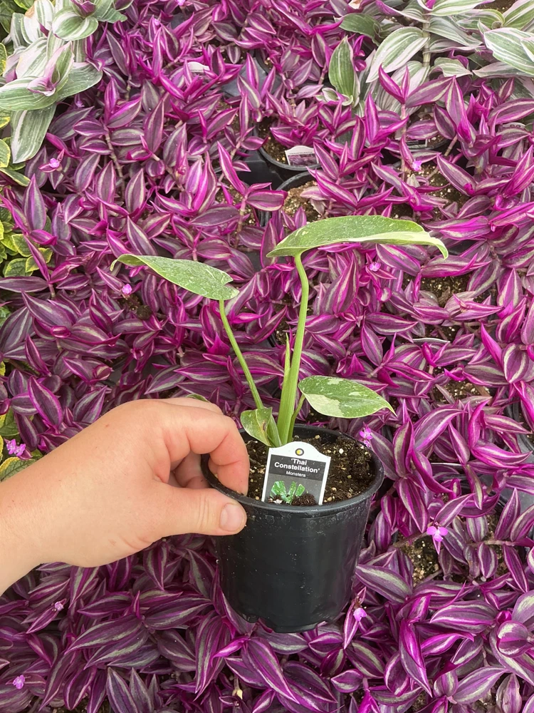 Monstera Thai Constellation Live Plant - 4.5 inch Pot - Indoor Variegated Aroid - Image 5