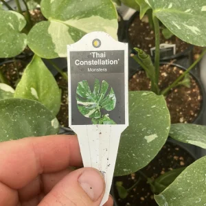 Monstera Thai Constellation Live Plant - 4.5 inch Pot - Indoor Variegated Aroid - Image 6