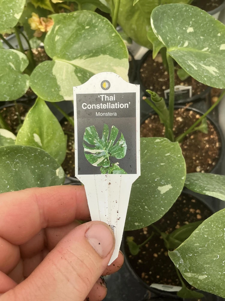 Monstera Thai Constellation Live Plant - 4.5 inch Pot - Indoor Variegated Aroid - Image 6
