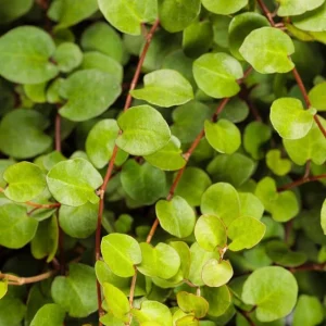 Muehlenbeckia Wire Vine Live Plant, Large Leaf, 4.5 inch Pot, Indoor/Outdoor - Image 2