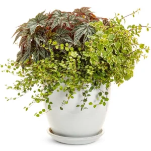 Muehlenbeckia Wire Vine Live Plant, Large Leaf, 4.5 inch Pot, Indoor/Outdoor - Image 3