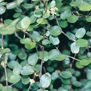 Muehlenbeckia Wire Vine Live Plant, Large Leaf, 4.5 inch Pot, Indoor/Outdoor - Image 5