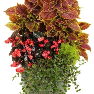 Muehlenbeckia Wire Vine Live Plant, Large Leaf, 4.5 inch Pot, Indoor/Outdoor - Image 6