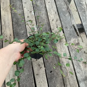 Muehlenbeckia Wire Vine Live Plant, Large Leaf, 4.5 inch Pot, Indoor/Outdoor - Image 7