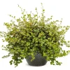 Muehlenbeckia Wire Vine Live Plant, Large Leaf, 4.5 inch Pot, Indoor/Outdoor - Image 1