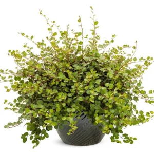 Muehlenbeckia Wire Vine Live Plant, Large Leaf, 4.5 inch Pot, Indoor/Outdoor - Image 1