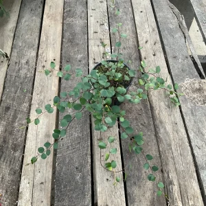 Muehlenbeckia Wire Vine Live Plant, Large Leaf, 4.5 inch Pot, Indoor/Outdoor - Image 8