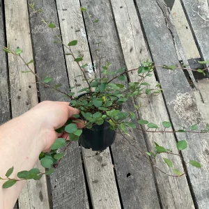 Muehlenbeckia Wire Vine Live Plant, Large Leaf, 4.5 inch Pot, Indoor/Outdoor - Image 9