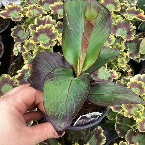 Musa Maurelli Ornamental Banana Live Plant - 4.5