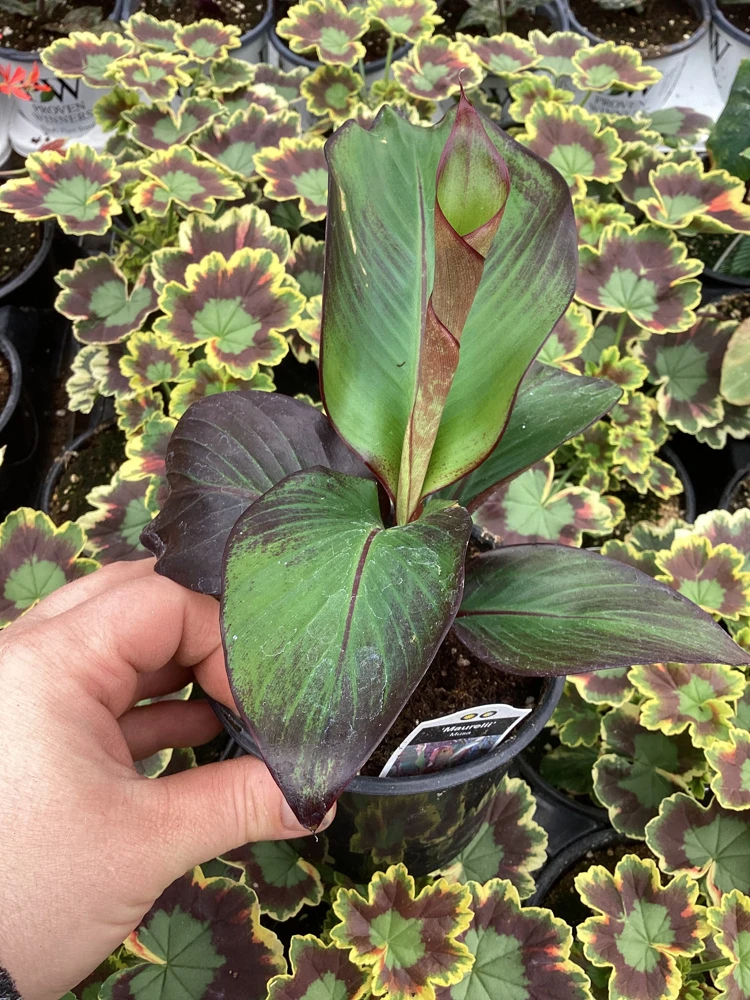 Musa Maurelli Ornamental Banana Live Plant - 4.5" Pot Tropical Indoor Outdoor - Image 2