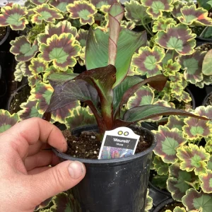 Musa Maurelli Ornamental Banana Live Plant - 4.5